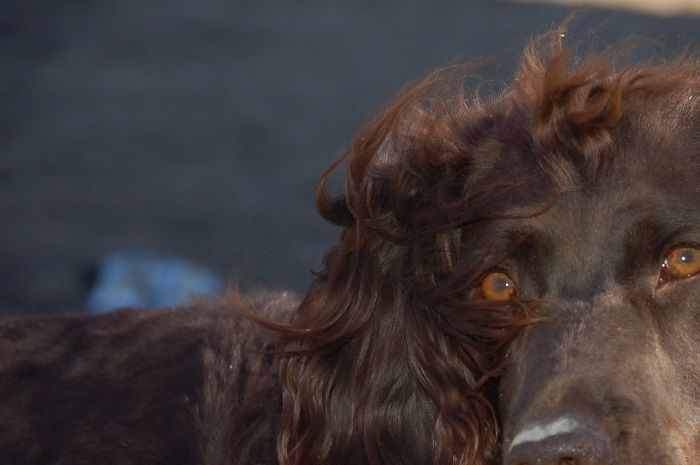 Wachteltorpets Caya, som är dotter till Wachteltorpets Freja