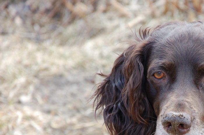 Wachteltorpets Freja, börjar bli lite grå om nosen... Reya lever inte längre... men har varit en otroligt duktig jakthund!! Sov gott lilla vän.