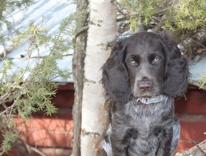 Det här är Wachteltorpets Mica som vi sparat från Reya Any-Bon och Wachteltorpets Epson/Sixten kullen. Hon blir kvar i kenneln. Så nu har vi 6 tikar igen. 